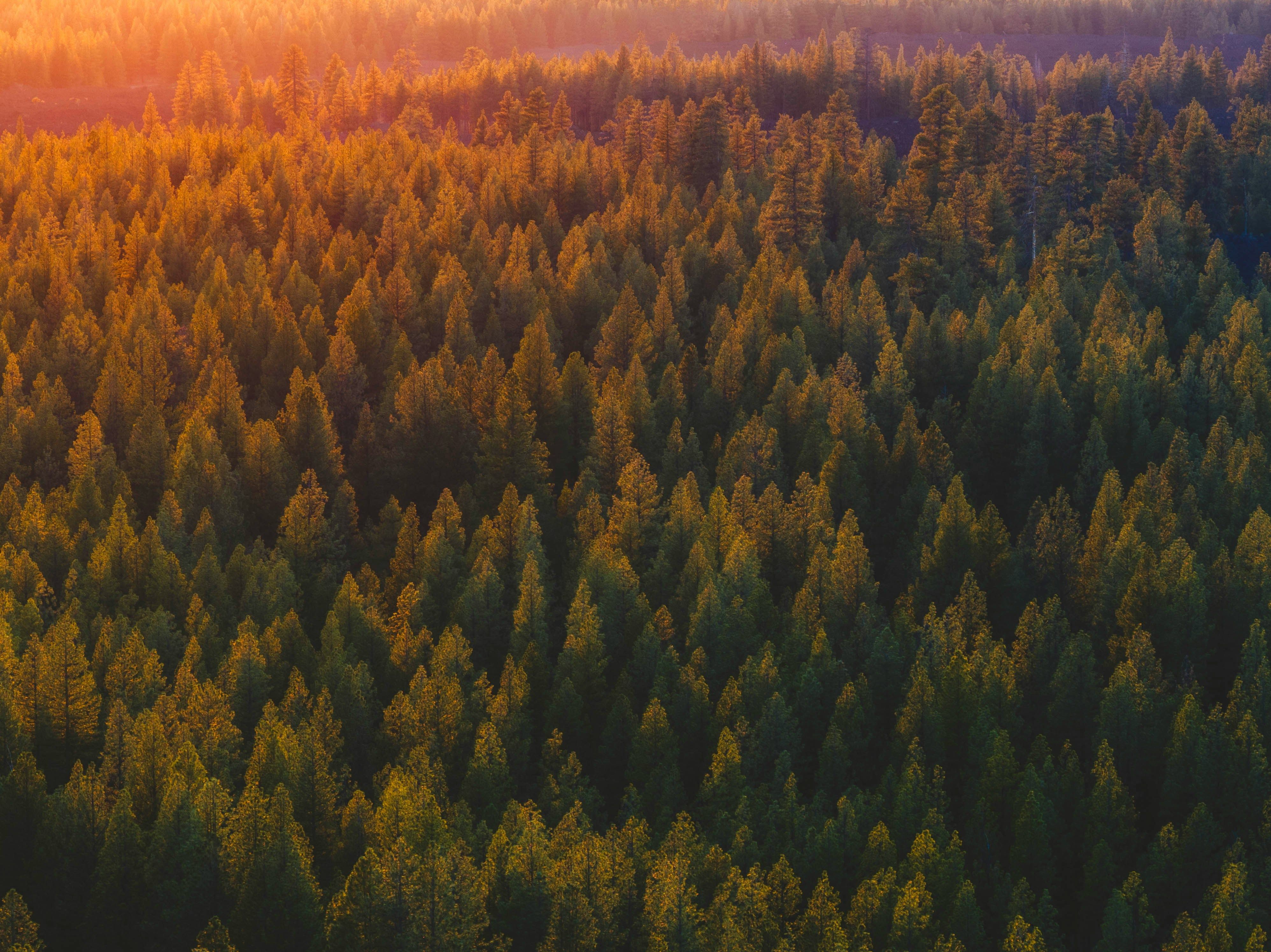 Sunset on the forest